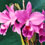 Orquídea Cattleya Labiata