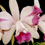 Orquídea Cattleya Intermédia