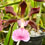 Orquídea Catlleya Mossiae