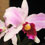 Orquídea Laelia Purpurata