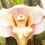 Orquídea Bifrenaria Harrissoniae