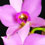 Orquídea Laelia Anceps