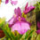 Orquídea Miltônia Spectabile Moreliana