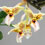 Orquídea Stanhopea tigrina X wardii