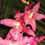 Orquídea Beallara Marfitch