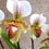Orquídea Paphipedilum Leeanum