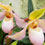 Orquídea Paphiopedilum delenatii X chamberlaim