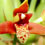 Orquídea Maxillaria Tenuefolia