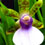 Orquídea Zygopetalum Maxillare