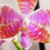 Orquídea Phalaenopsis Lueddemanniana