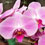 Orquídea Phalaenopsis Pink Twilighl