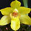Orquídea Promenae Xanthina