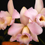 Orquídea Laelia Alaori
