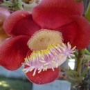 couroupita_guianensis