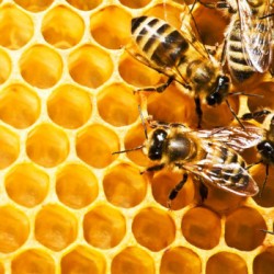 grey Criação de abelhas ?  produção de mel e os inimigos naturais