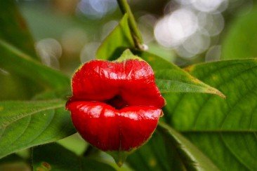  Psychotria elata, Flor-de-lábios, Lábios-de-prostituta, Lábios-quentes, Planta-dos-lábios-quentes 