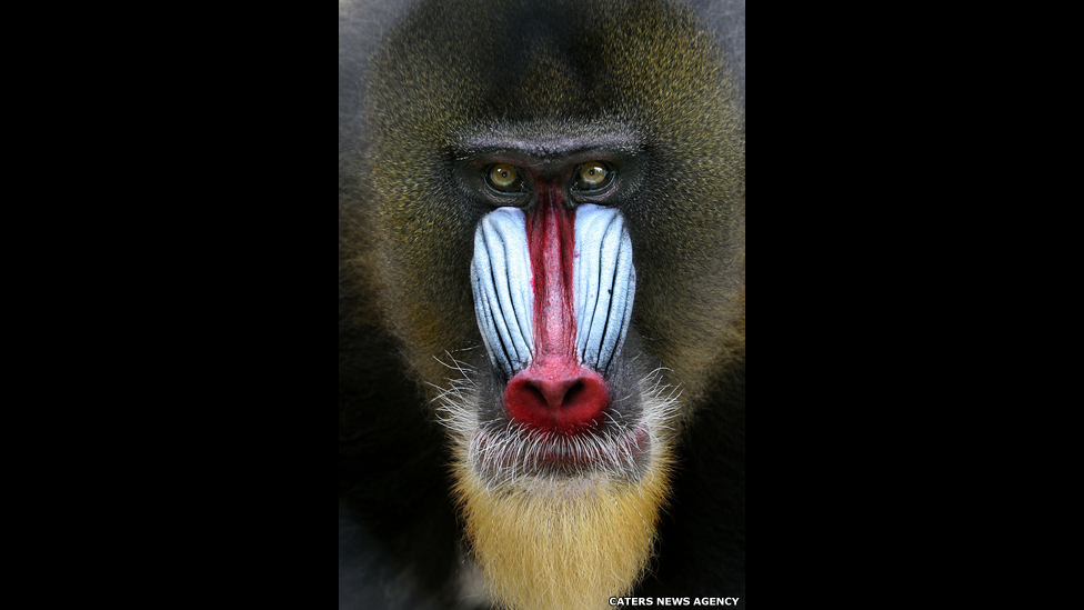 A  vívida coloração facial do mandril masculino (o mamífero mais colorido no reino animal) é usada como demonstração de ameaça entre os membros do grupo. As fêmeas e os jovens têm um focinho azul mais apagado.