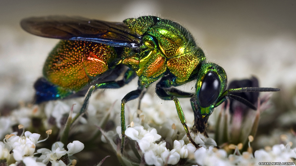 Esta espécie de vespa tem chamativos corpos brilhantes. Ela coloca seus ovos nos ninhos tubulares de uma espécie de abelhas, onde as larvas se alimentam das sobras.