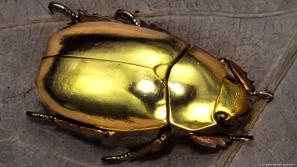 O brilho metálico do besouro da espécie Buprestidae o torna altamente valorizado por colecionadores de insetos