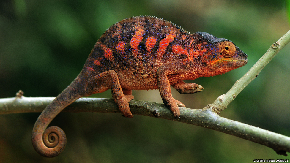 Os camaleões são famosos por sua habilidade de mudar de cor. O camaleão-pantera, do norte de Madagascar, adota uma cor laranja escura quando ameaçado.