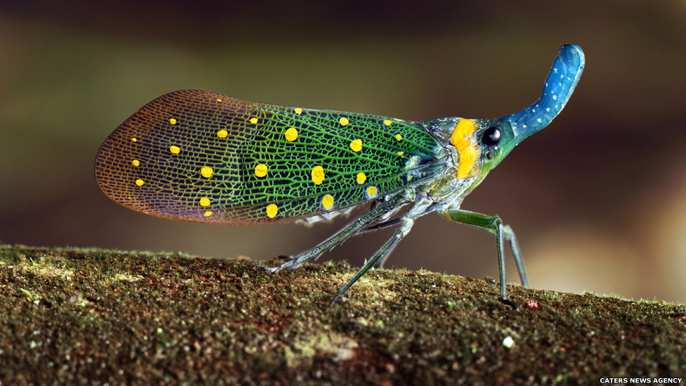 A "tromba" de formato estranho deste inseto da espécie Laternaria ruhli era conhecida por sua suposta capacidade de gerar luz, mas isso vem sendo questionado por novos estudos.