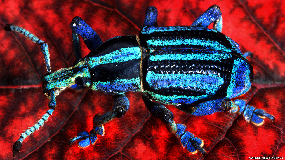 Este besouro tem escamas iridescentes, dando-lhe uma aparência metálica, brilhantemente colorida. A espécie é herbívora e uma comum praga agrícola.