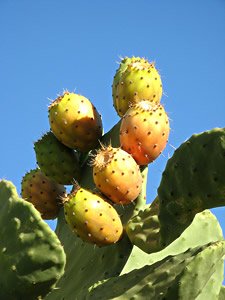  Opuntia ficus-indica,  