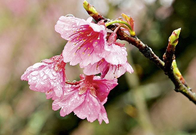 Cerejeira - Do fim do inverno ao começo da primavera, as flores da árvore símbolo da cultura japonesa desabrocham, principalmente em regiões de clima frio. Cresce até 10 metros de altura