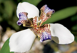 Flores de inverno