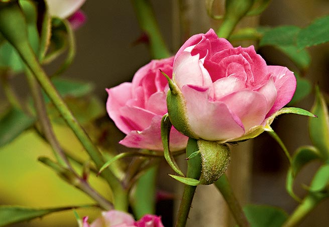 Cerejeira - Do fim do inverno ao começo da primavera, as flores da árvore símbolo da cultura japonesa desabrocham, principalmente em regiões de clima frio. Cresce até 10 metros de altura