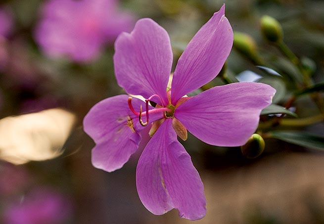 Cerejeira - Do fim do inverno ao começo da primavera, as flores da árvore símbolo da cultura japonesa desabrocham, principalmente em regiões de clima frio. Cresce até 10 metros de altura