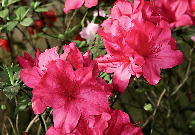 Cerejeira - Do fim do inverno ao começo da primavera, as flores da árvore símbolo da cultura japonesa desabrocham, principalmente em regiões de clima frio. Cresce até 10 metros de altura