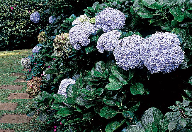 Cerejeira - Do fim do inverno ao começo da primavera, as flores da árvore símbolo da cultura japonesa desabrocham, principalmente em regiões de clima frio. Cresce até 10 metros de altura