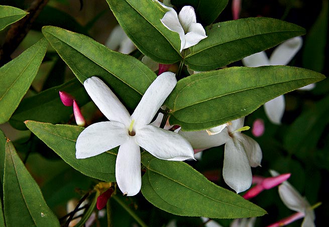 Cerejeira - Do fim do inverno ao começo da primavera, as flores da árvore símbolo da cultura japonesa desabrocham, principalmente em regiões de clima frio. Cresce até 10 metros de altura