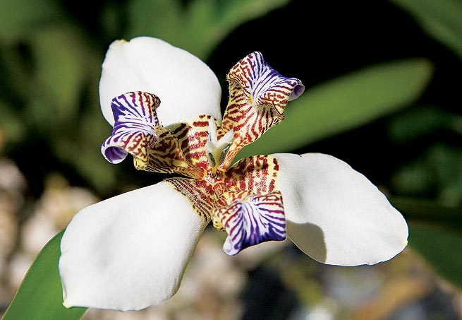 Cerejeira - Do fim do inverno ao começo da primavera, as flores da árvore símbolo da cultura japonesa desabrocham, principalmente em regiões de clima frio. Cresce até 10 metros de altura