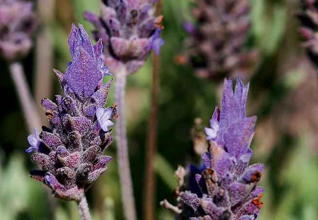 Cerejeira - Do fim do inverno ao começo da primavera, as flores da árvore símbolo da cultura japonesa desabrocham, principalmente em regiões de clima frio. Cresce até 10 metros de altura