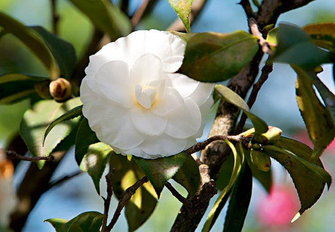 Cerejeira - Do fim do inverno ao começo da primavera, as flores da árvore símbolo da cultura japonesa desabrocham, principalmente em regiões de clima frio. Cresce até 10 metros de altura