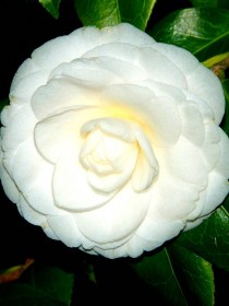 Flor de Camélia Branca