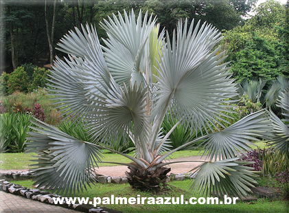 Palmeira Azul - Bismarckia Nobilis