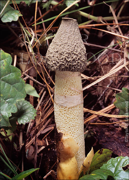Phallus ravenelii