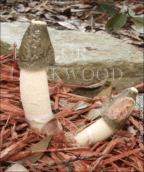 Phallus ravenelii