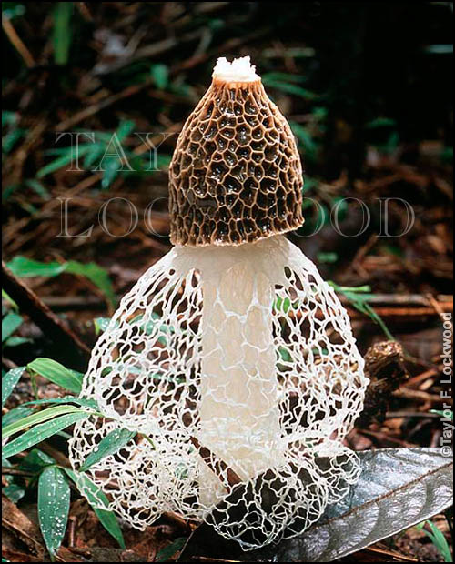 Phallus callichrous