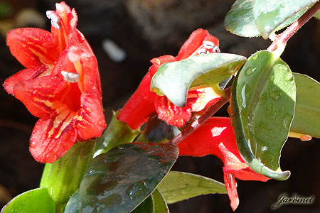 Atrai beija-flores