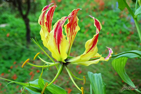 Atrativa para beija-flores