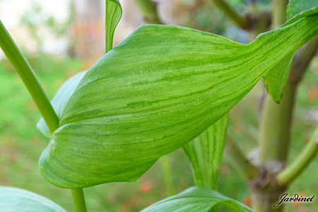 Bulbosa