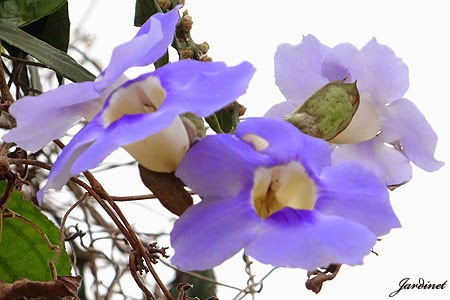 Azulzinha, trepadeira atrativa para beija-flores