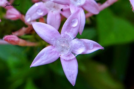 Estrela-do-Egito