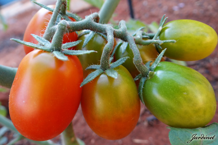 Tomateiro orgânico
