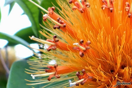 Atrativa para beija-flores