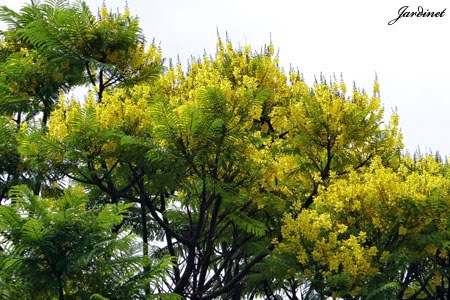 Árvore atrativa para beija-flores!